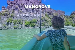MANGROVE - 3 HOURS